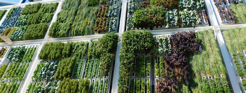 jardines sostenibles